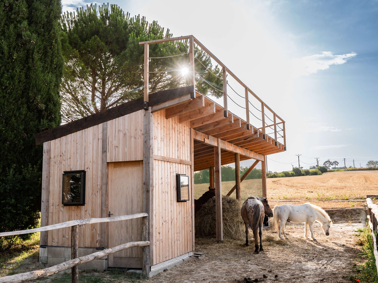 Manada de caballos en el paisaje