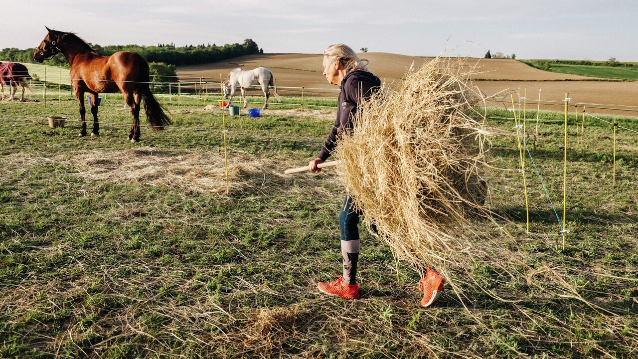Retrato de un caballo a la luz del sol