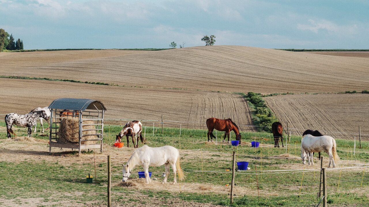 Ruta a caballo cerca de Montréal