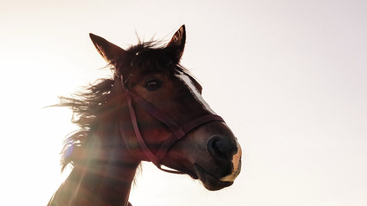 Caballos al atardecer